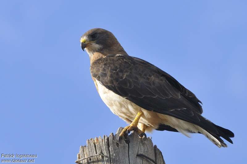 Swainson's Hawkadult