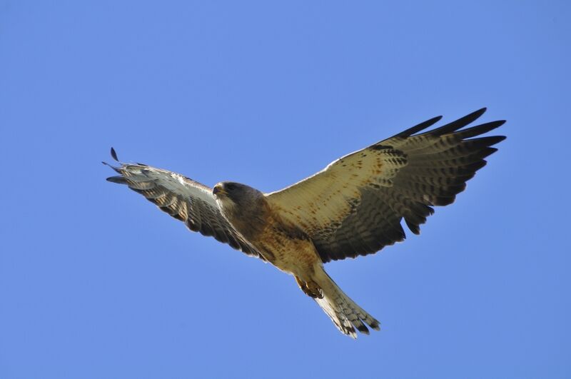 Swainson's Hawkadult, Flight