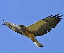 Swainson's Hawk