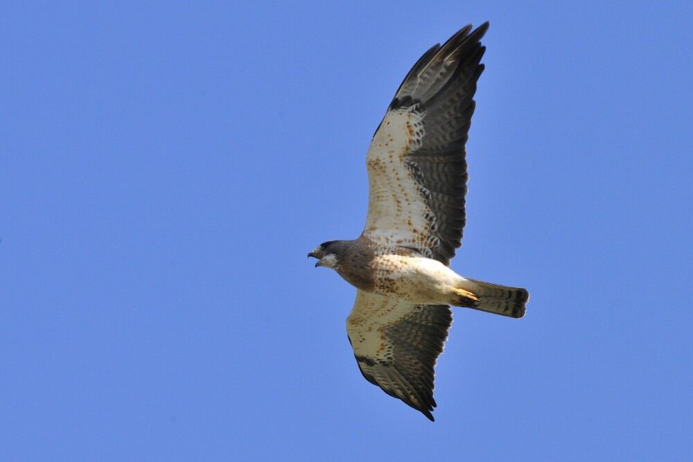 Swainson's Hawkadult