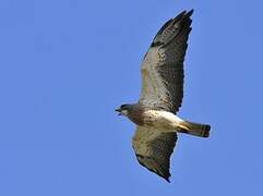 Swainson's Hawk