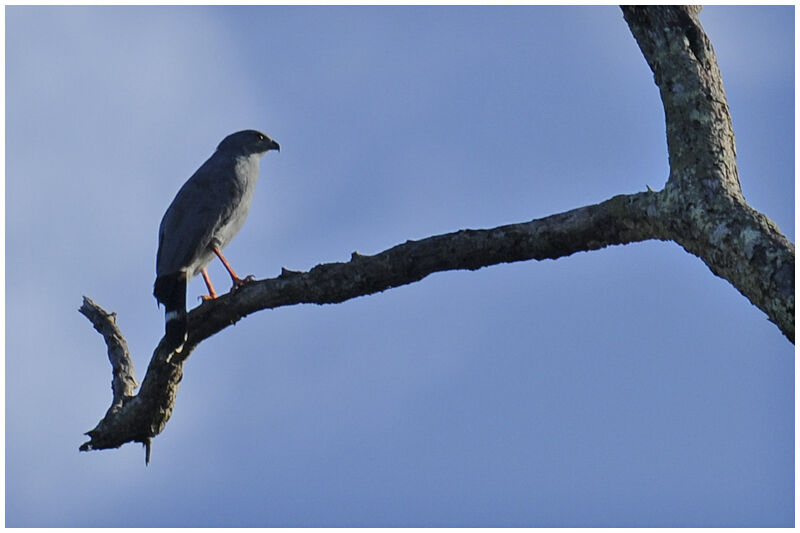 Crane Hawkadult