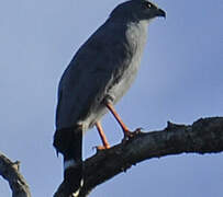 Crane Hawk