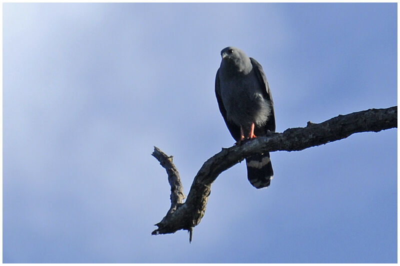 Crane Hawkadult