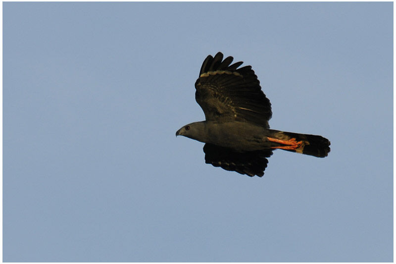 Crane Hawkadult