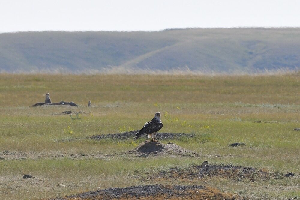 Ferruginous Hawkadult