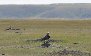 Ferruginous Hawk