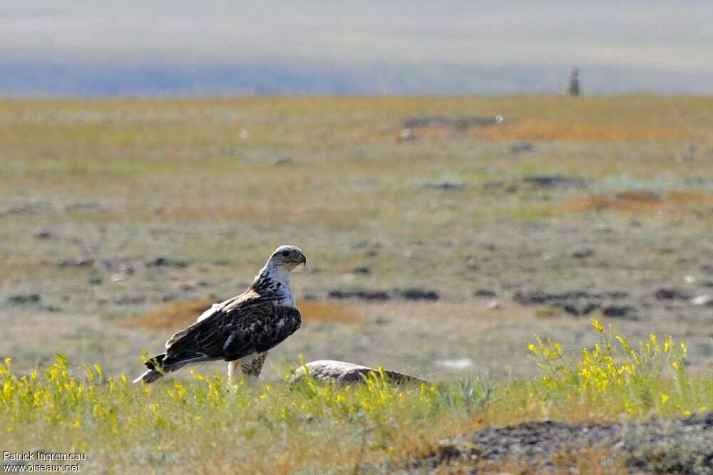 Ferruginous Hawk, identification