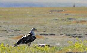 Ferruginous Hawk