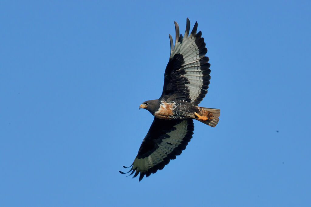 Jackal Buzzardadult, Flight