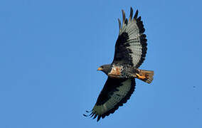 Jackal Buzzard