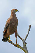 Savanna Hawk