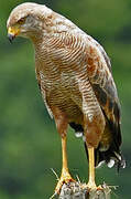 Savanna Hawk