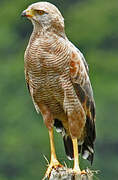 Savanna Hawk