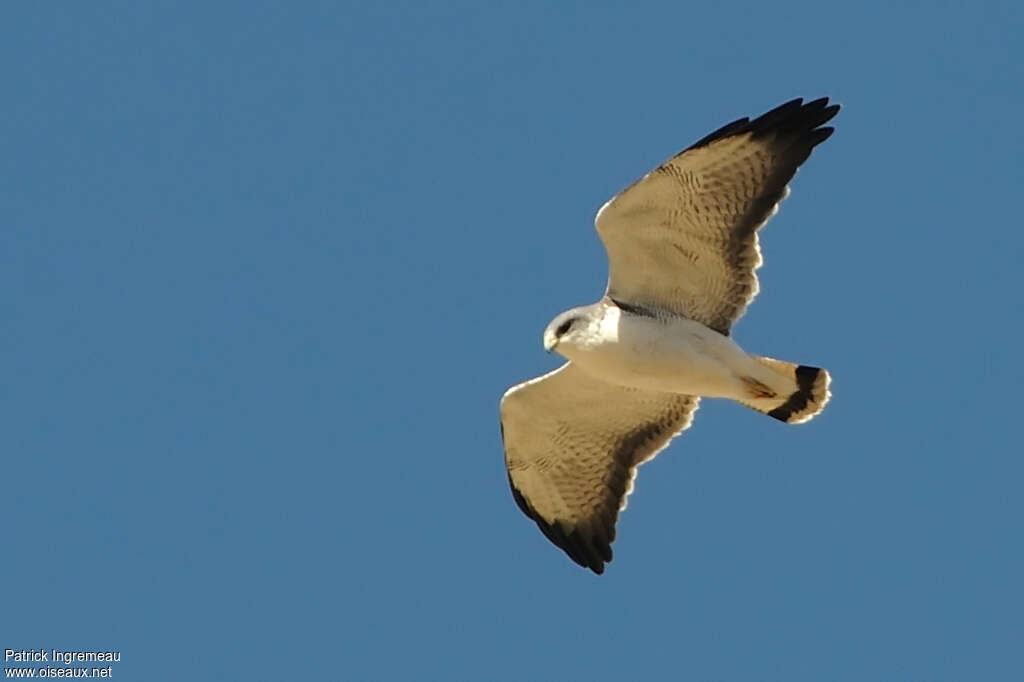 Variable Hawkadult, pigmentation, Flight