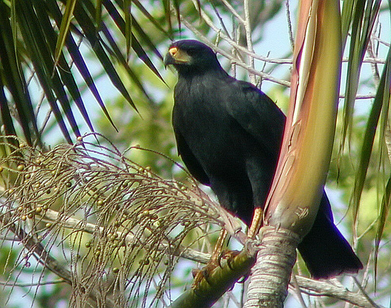 Great Black Hawk