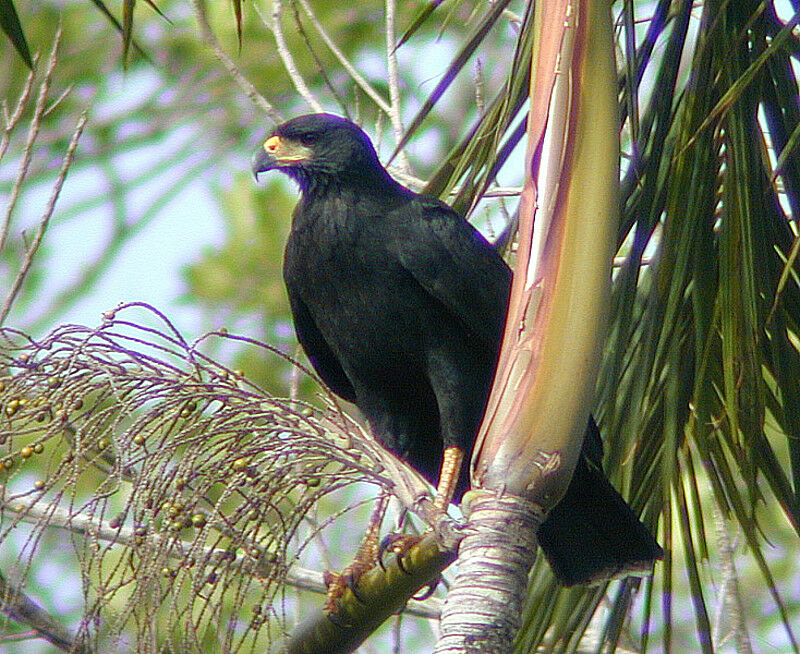 Great Black Hawk