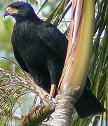 Great Black Hawk