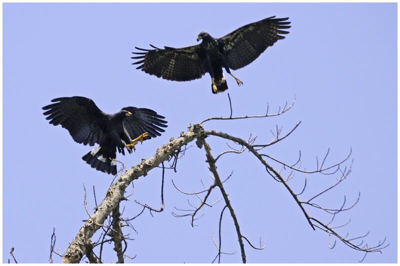 Great Black Hawk