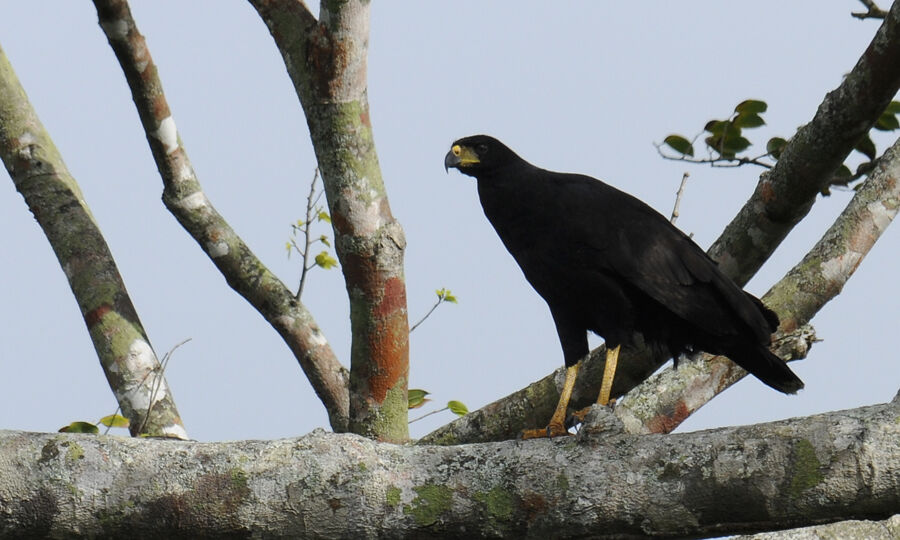 Great Black Hawkadult