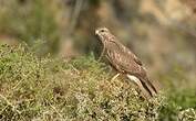 Buse variable