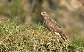 Common Buzzard