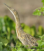 Pinnated Bittern