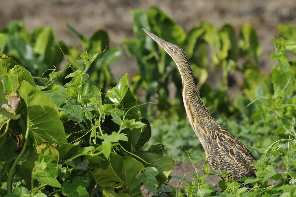 Pinnated Bitternadult, Behaviour