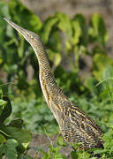 Pinnated Bittern