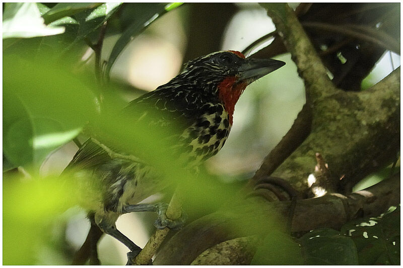 Black-spotted Barbet female adult