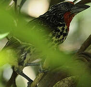 Black-spotted Barbet