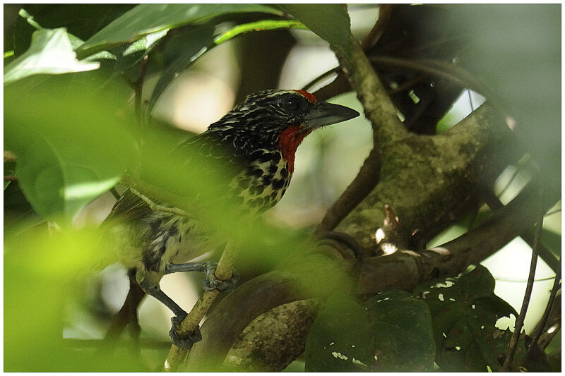 Black-spotted Barbet female adult