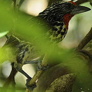 Black-spotted Barbet