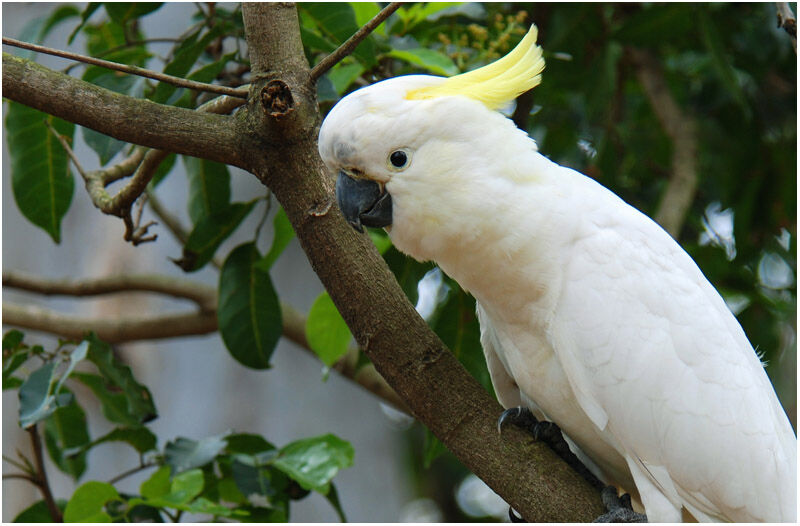 Sulphur-crested Cockatooadult