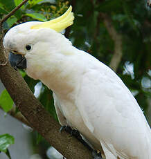 Cacatoès à huppe jaune