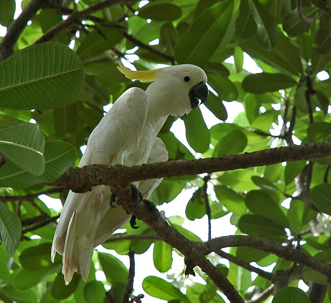 Sulphur-crested Cockatoo