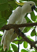 Sulphur-crested Cockatoo