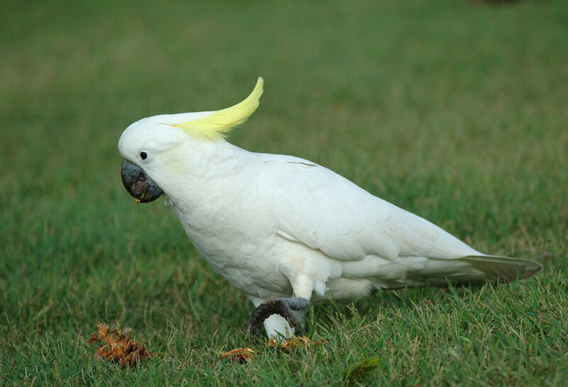 Cacatoès à huppe jaune