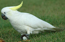 Sulphur-crested Cockatoo