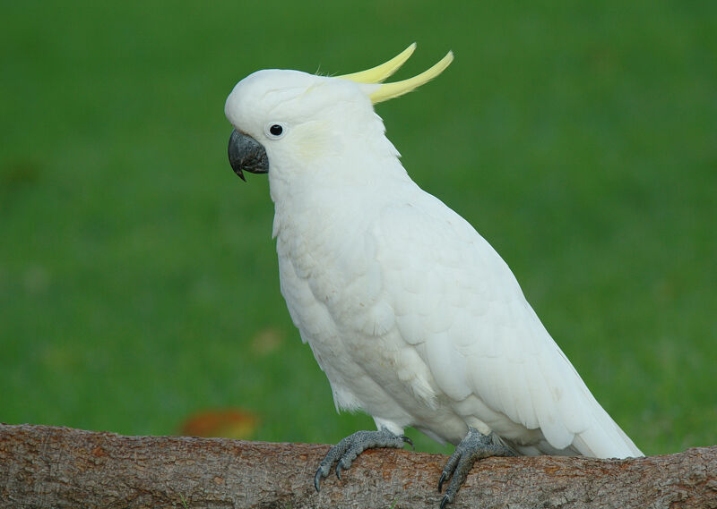 Cacatoès à huppe jaune