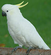 Sulphur-crested Cockatoo