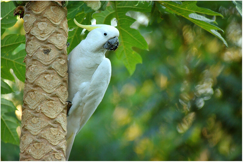 Sulphur-crested Cockatooadult