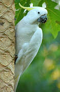 Sulphur-crested Cockatoo