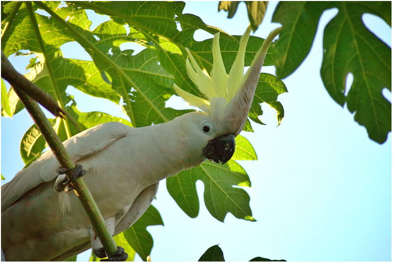 Sulphur-crested Cockatooadult