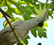 Sulphur-crested Cockatoo