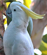 Sulphur-crested Cockatoo