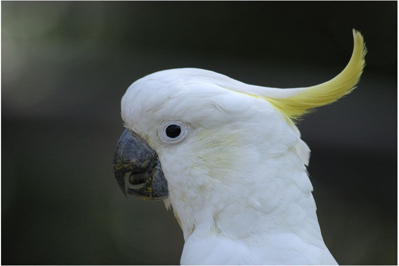 Sulphur-crested Cockatooadult