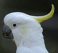 Cacatoès à huppe jaune