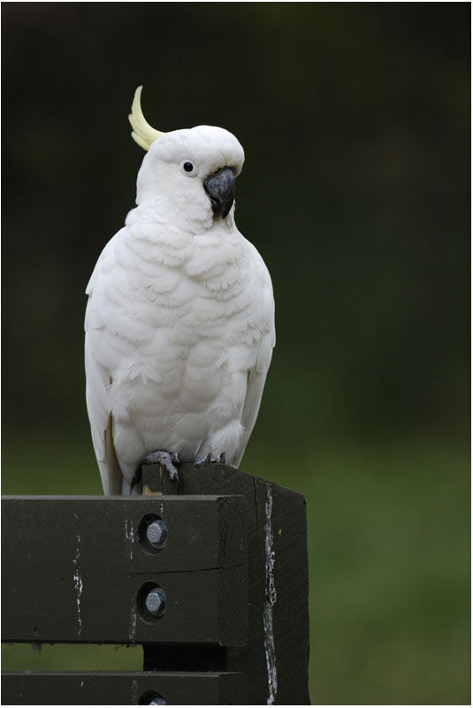 Sulphur-crested Cockatoo