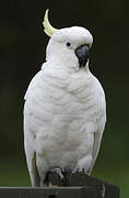 Sulphur-crested Cockatoo